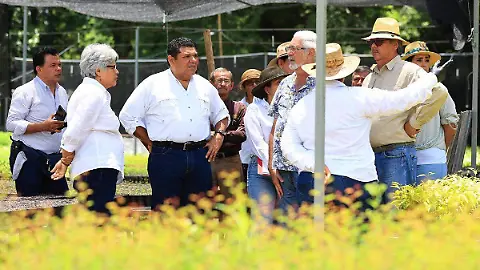 Avanza con fuerza el programa estatal Sembrando Vida; beneficiará a 20 mil productores&nbsp;tabasqueños