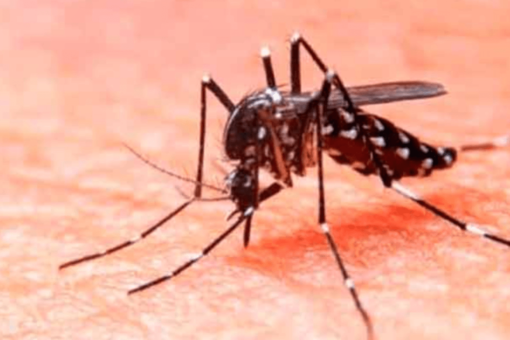 Salud presenta Plan Nacional contra Dengue; van 18 muertes en lo que va de&nbsp;2025