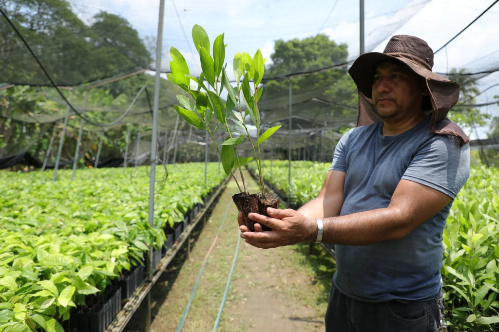 Inicia Gobierno de Tabasco distribución de un millón de plantas de cacao para impulsar cultivo en 30 mil&nbsp;hectáreas