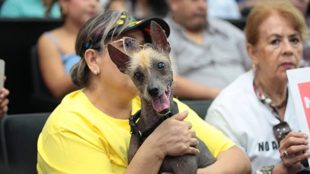 Chiapas tipifica el maltrato animal como delito; habrá penas de hasta 5 años de&nbsp;cárcel