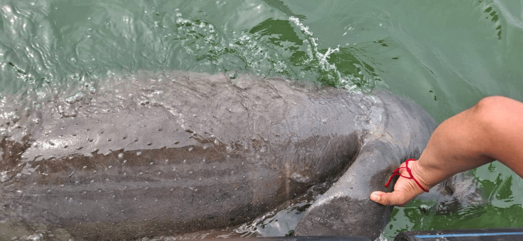Hallan sin vida a un manatí en playas de&nbsp;Paraíso