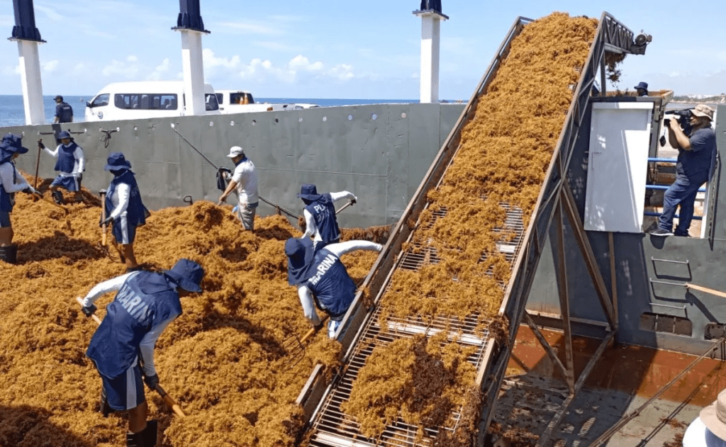 Marina redobla esfuerzos para evitar la llegada masiva de sargazo a playas de Quinta&nbsp;Roo