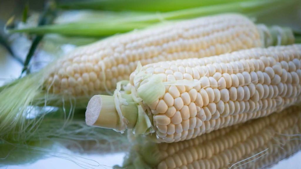 México garantiza abasto nacional de maíz blanco para&nbsp;2025