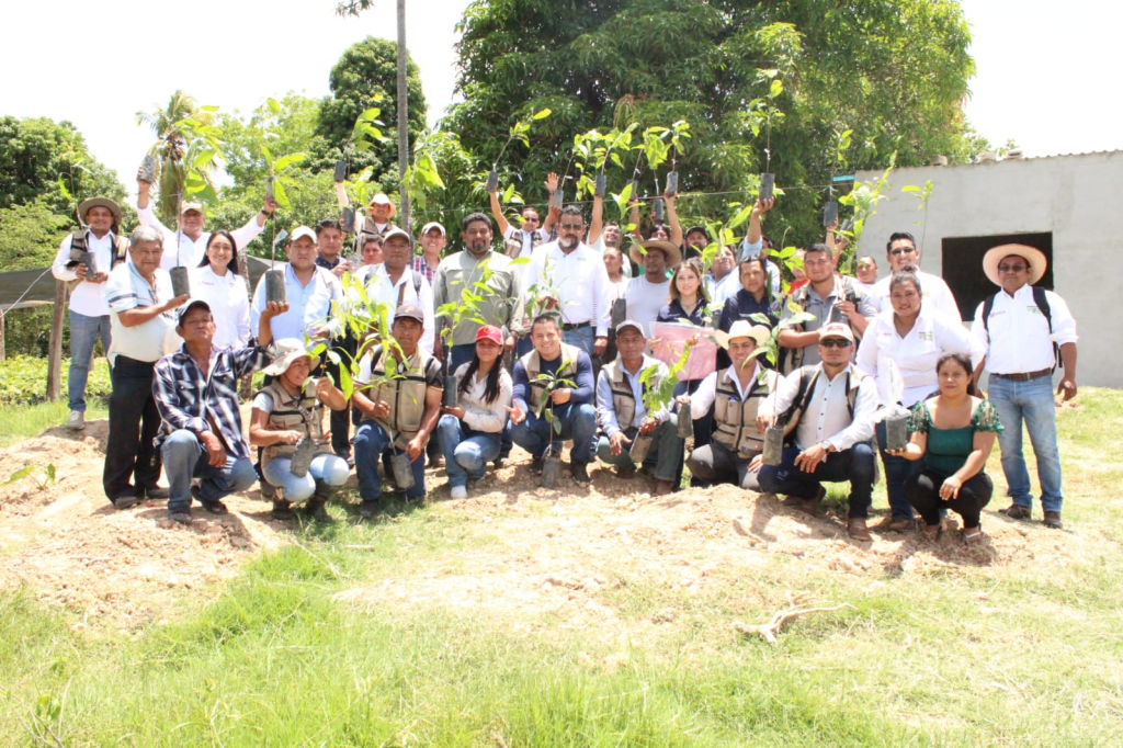 Reafirman compromiso con el campo: capacitan a productores de Macuspana en injerto de&nbsp;cacao