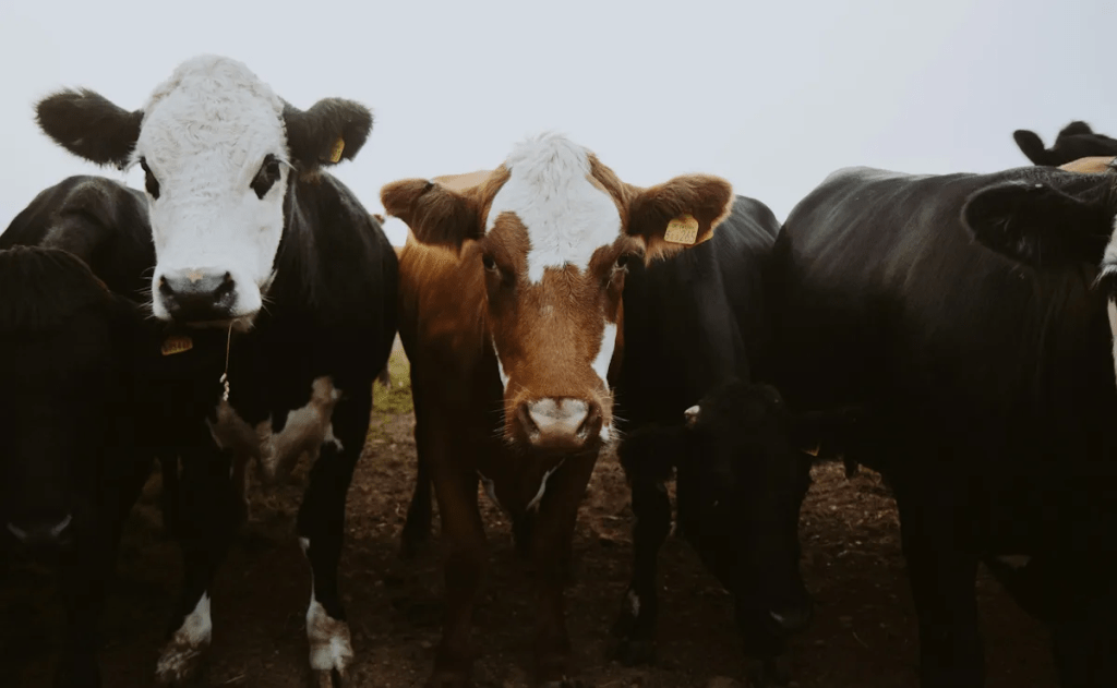 Cruzan a EE.UU. las primeras cabezas de ganado mexicano tras reapertura de&nbsp;frontera