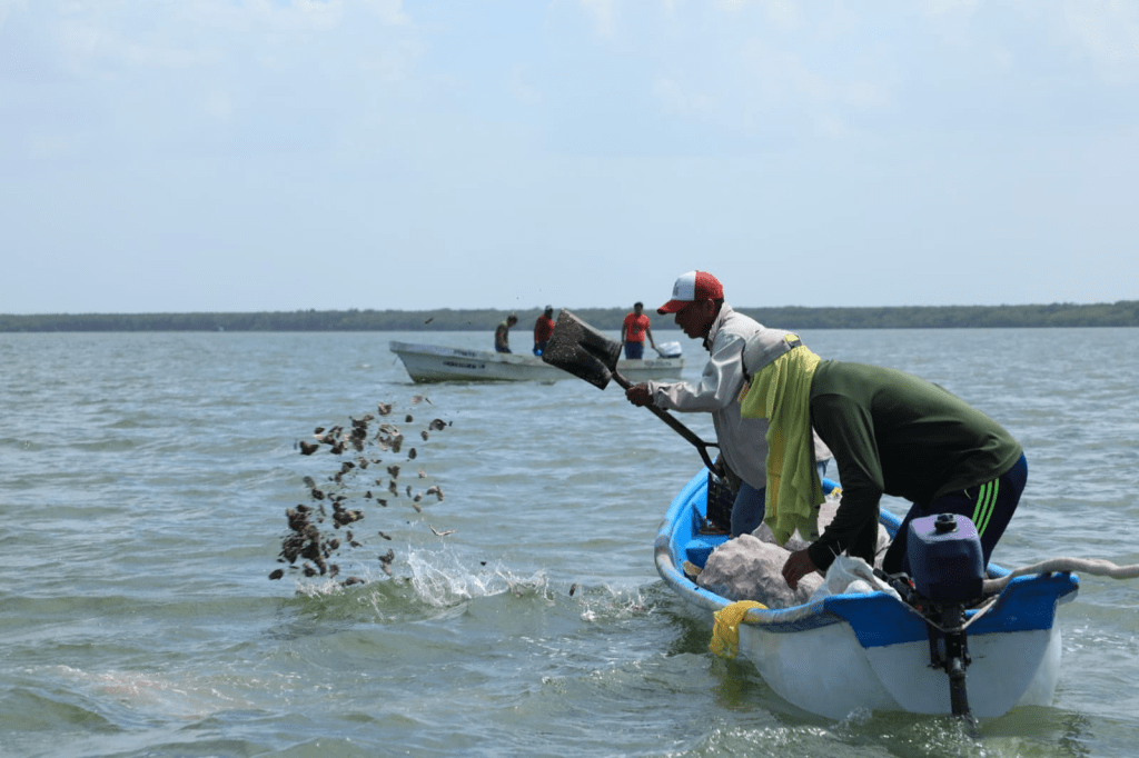Con entrega de tarjetas de «Pescando Vida» y repoblación de bancos ostrícolas, Tabasco impulsa liderazgo nacional en producción de&nbsp;ostión