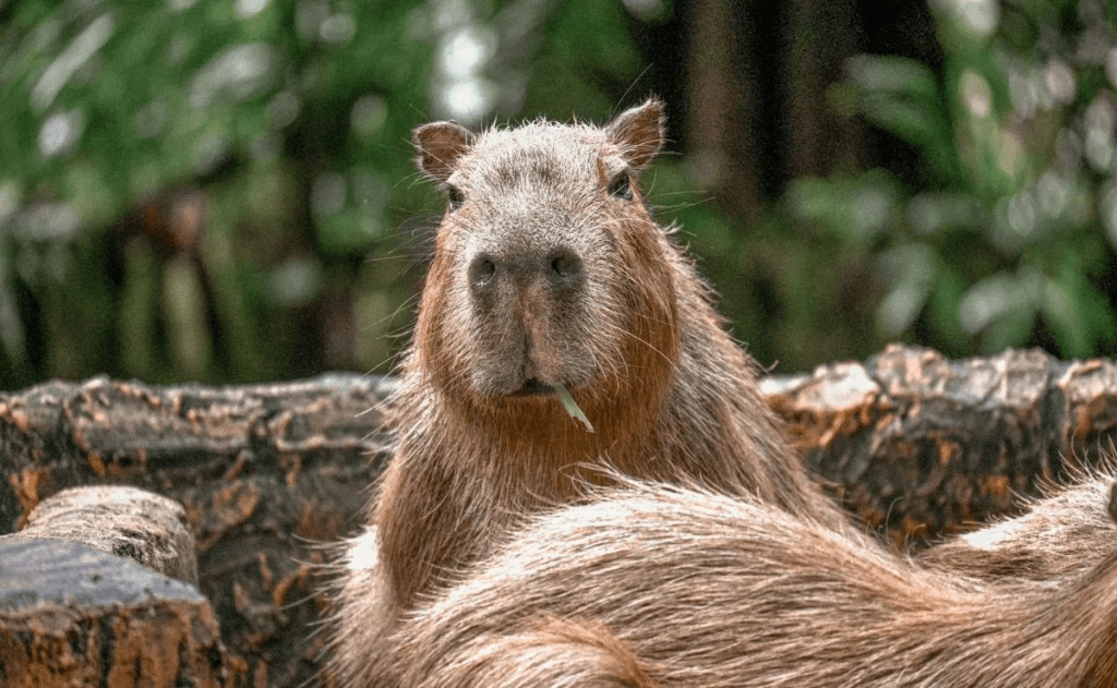 Día del Capibara: los roedores más amistosos y ahora, peluches de&nbsp;moda