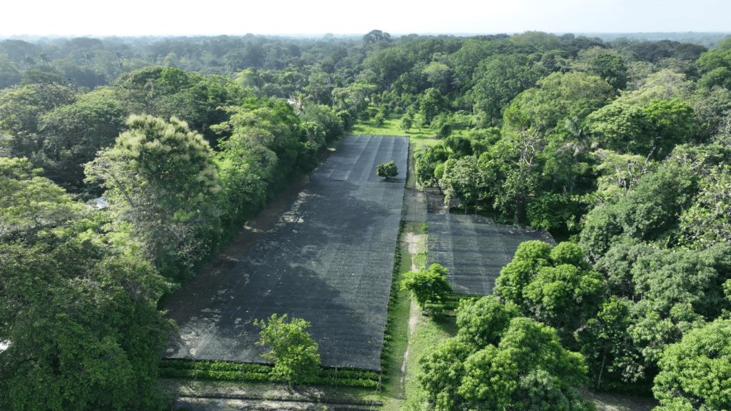 Tabasco se alista con 1.5 millones de plantas para la gran jornada de reforestación del 8 de&nbsp;octubre