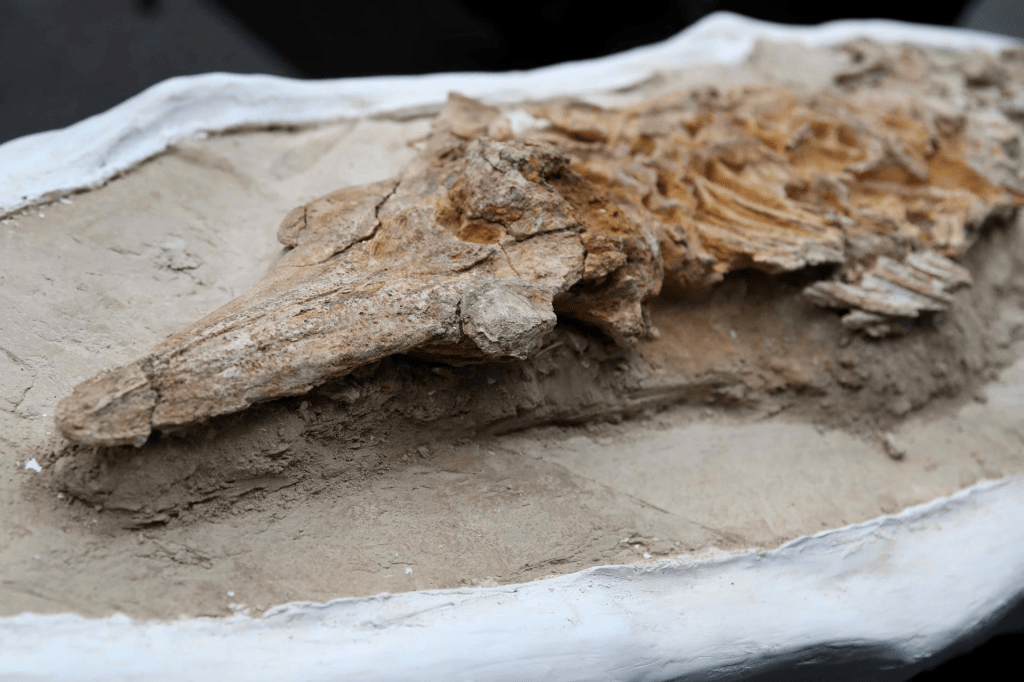 Perú presenta un “delfín” de más de nueve millones de años hallado en el desierto&nbsp;costero