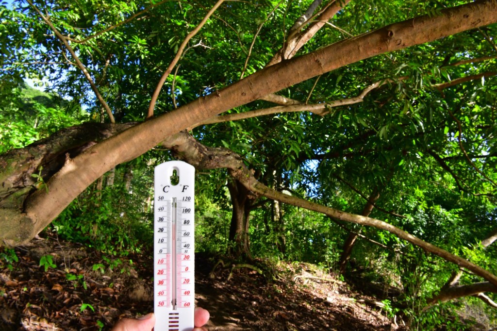 Gobierno de Tabasco lanza ambiciosa Jornada de Reforestación: se sembrarán 2.4 millones de árboles el 12 de&nbsp;octubre