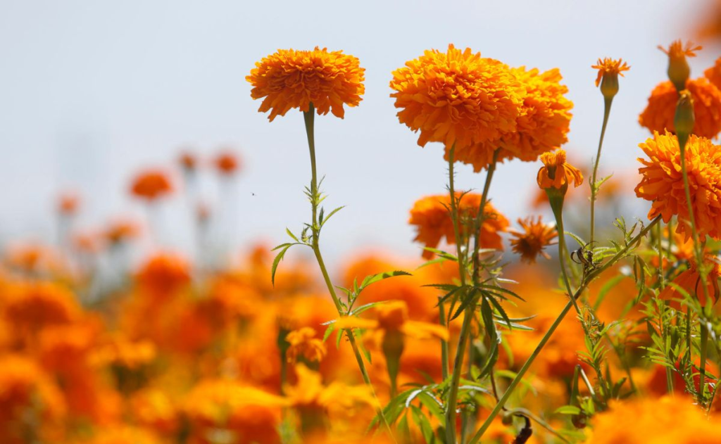 Atlixco, el corazón del cempasúchil que ilumina el Día de Muertos en&nbsp;México