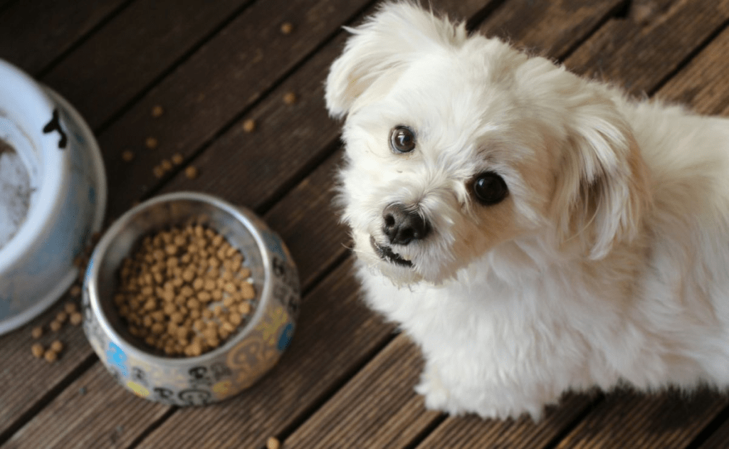 Proponen eliminar el IVA en alimentos y medicinas para&nbsp;mascotas