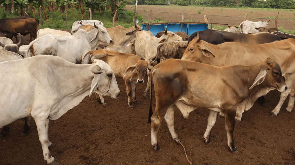 Plaga del gusano barrenador se reduce 28% con plan conjunto&nbsp;México-EE.UU.