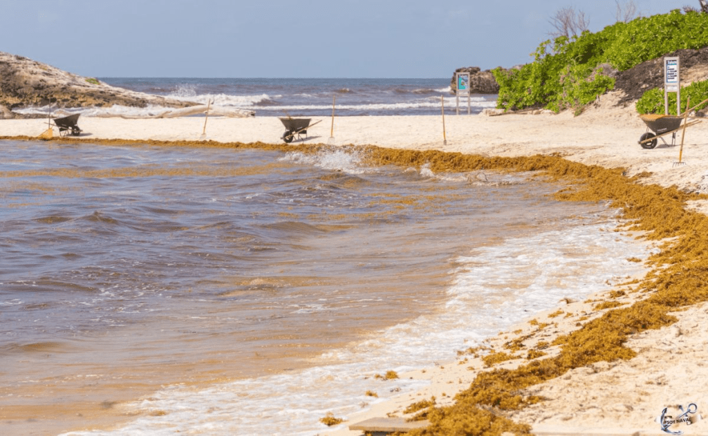 Quintana Roo y la Unión Europea fortalecen cooperación para transformar el sargazo en desarrollo&nbsp;sostenible