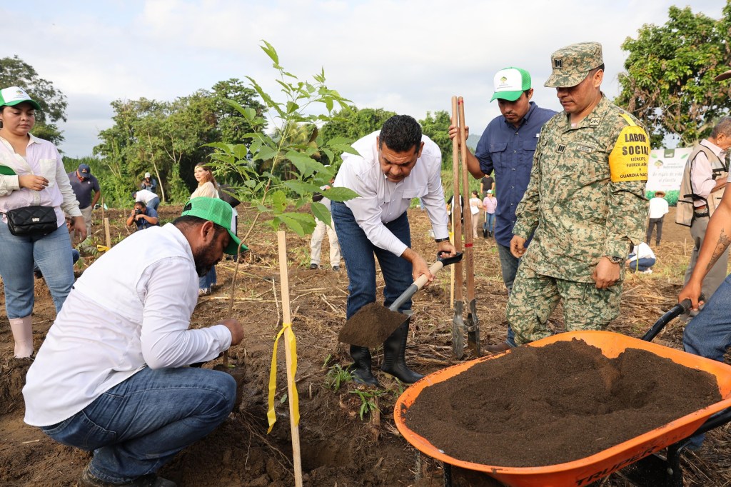 Tabasco se une en histórica jornada de reforestación: más de 2.4 millones de árboles&nbsp;plantados