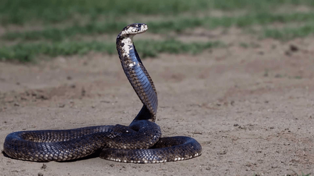 UNAM desarrolla antiveneno contra las serpientes más letales de&nbsp;África