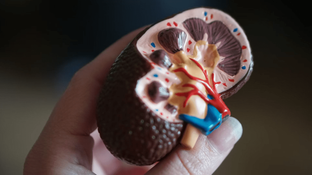 La enfermedad renal crónica es la novena causa principal de muerte en el&nbsp;mundo