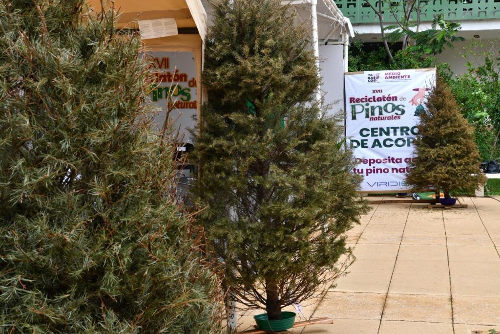 Gobierno del Pueblo pone en marcha el 17° Reciclatón de Pinos Naturales&nbsp;2026