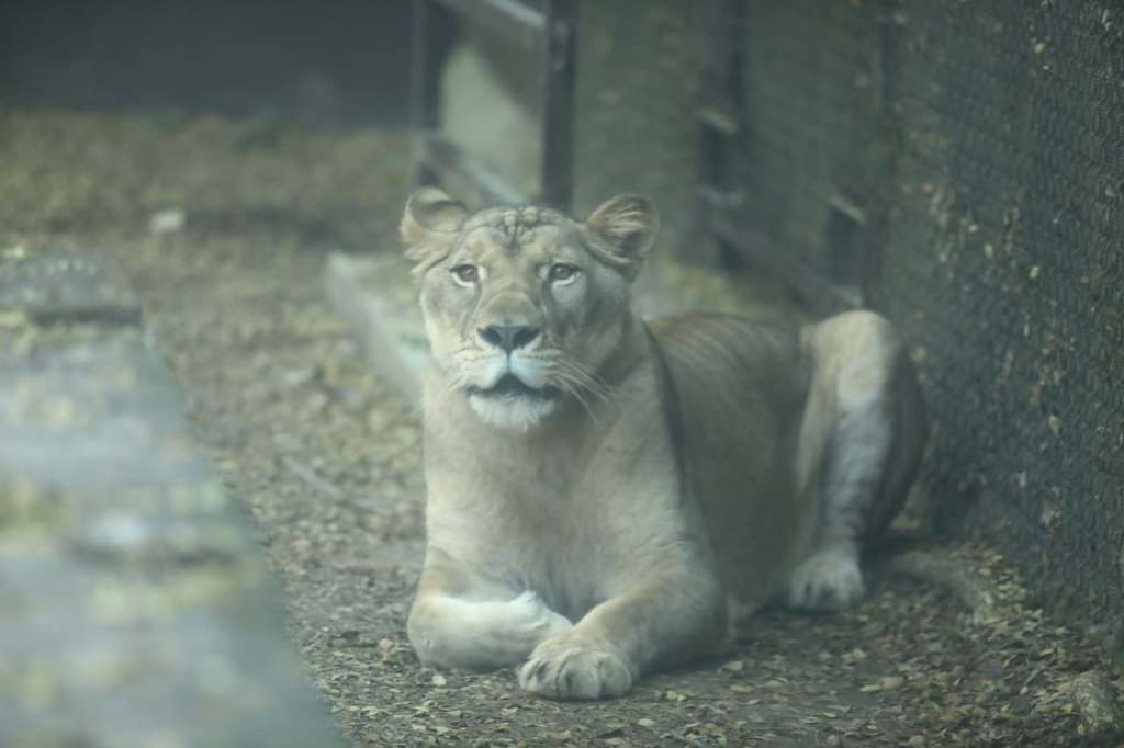 Yumka’ incorpora leona africana como nuevo atractivo turístico a partir del 14 de&nbsp;febrero