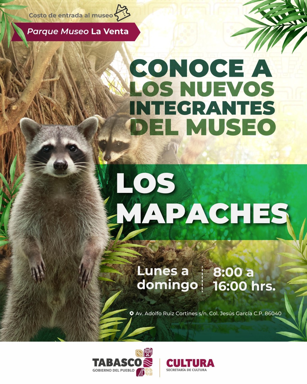 Parque Museo La Venta recibe a nueva pareja de mapaches para acercar a visitantes a la fauna&nbsp;local