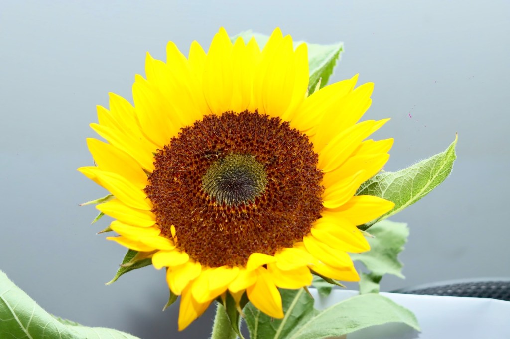 Anuncian temporada del Festival del Laberinto de Girasoles en&nbsp;Balancán