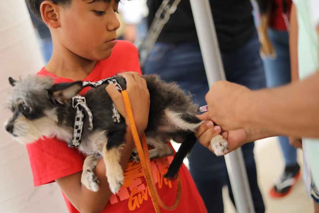 Arranca en Tabasco la Semana Nacional de Vacunación Antirrábica 2026; buscan proteger a casi 500 mil mascotas
