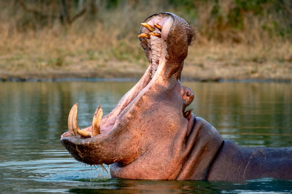 Un capricho de Pablo Escobar lleva a Colombia a optar por la eutanasia de&nbsp;hipopótamos