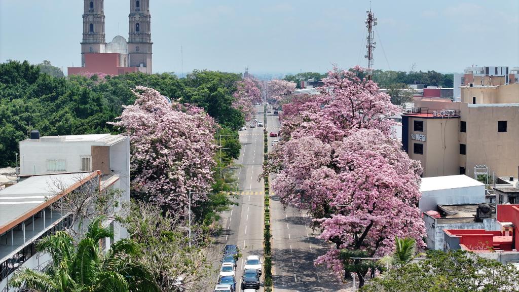 Florecen los colores de Tabasco con la llegada de la&nbsp;primavera