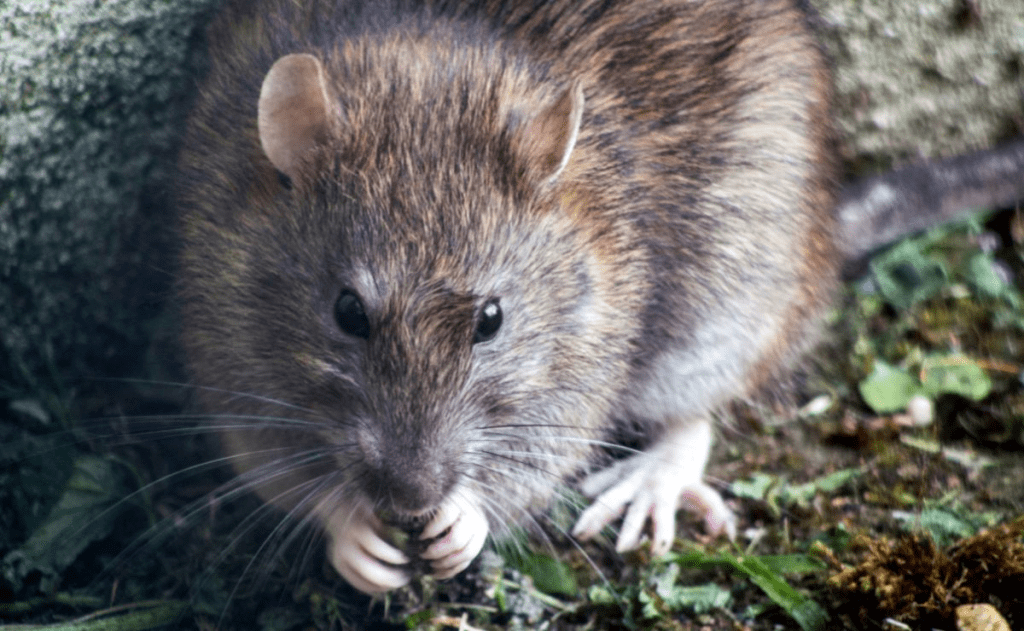 Secretaría de Salud emite aviso epidemiológico por&nbsp;hantavirus