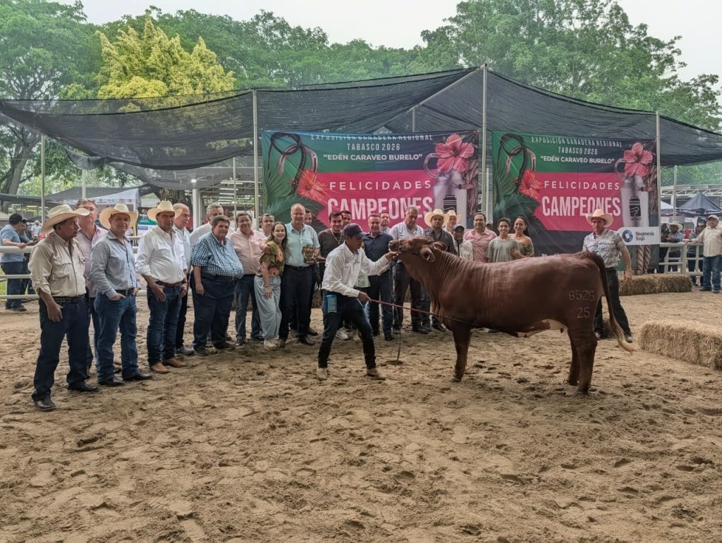 Realizan primer juzgamiento Beefmaster en nueva pista ganadera de la Feria Tabasco&nbsp;2026