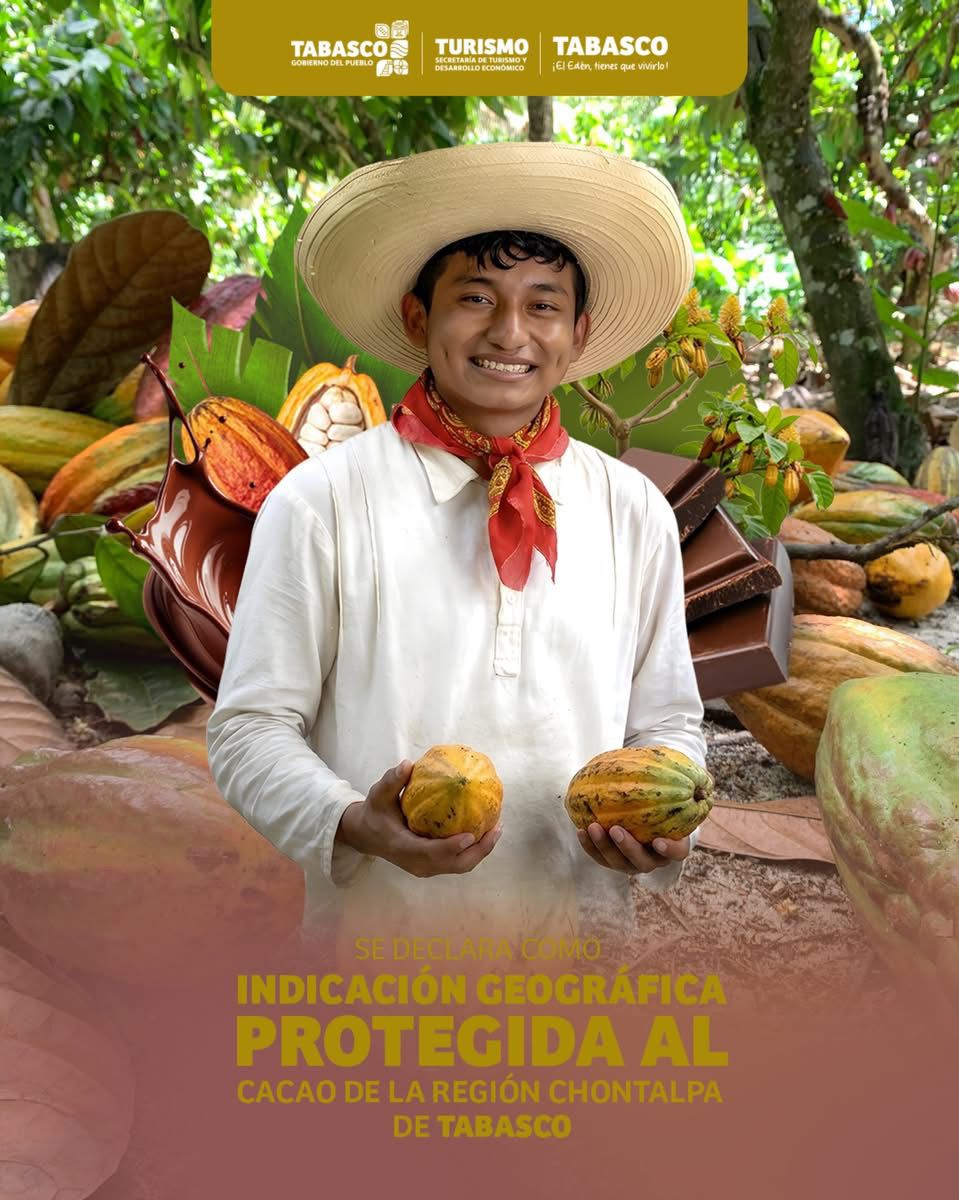 Declaran al cacao de la Chontalpa de Tabasco como Indicación Geográfica&nbsp;Protegida