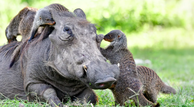 Animales de distintas especies utilizan señales para trabajar&nbsp;juntos