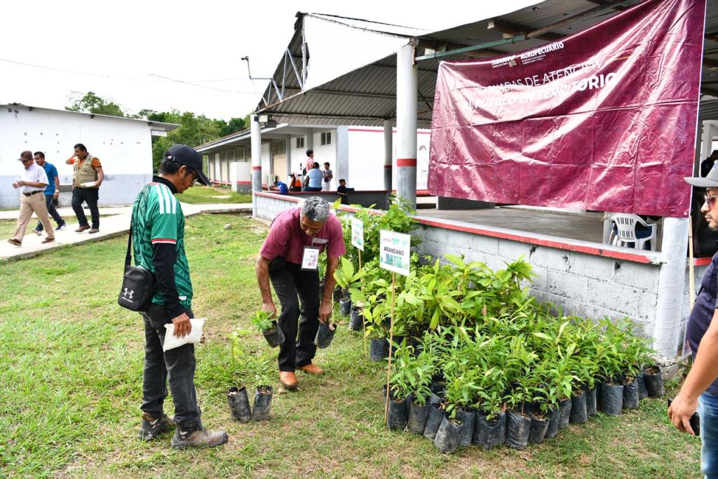 Inicia censo cacaotero en Tabasco para integrar padrón de productores y avanzar hacia un precio&nbsp;justo