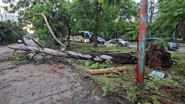 Tormenta deja más de 130 emergencias y derriba casi 120 árboles en&nbsp;Guadalajara