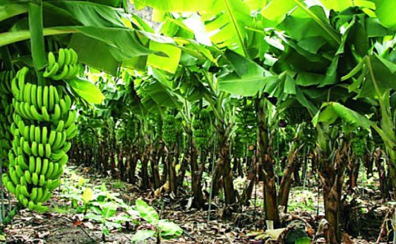 Contrabando y crisis sanitaria golpean al sector platanero de Tabasco
