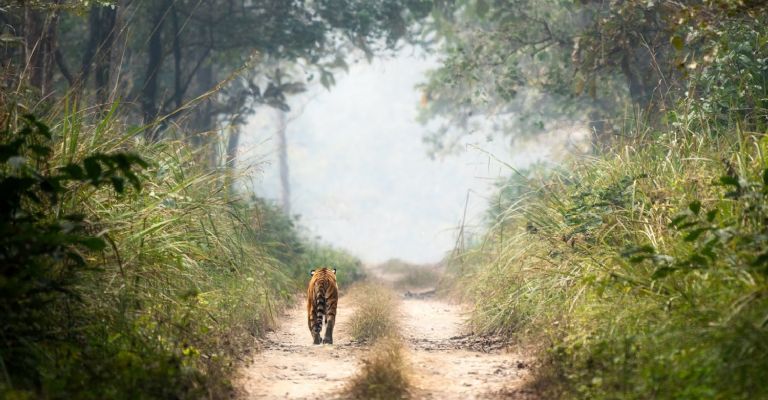 Nepal registra cifra récord de 429 tigres salvajes en sus parques nacionales