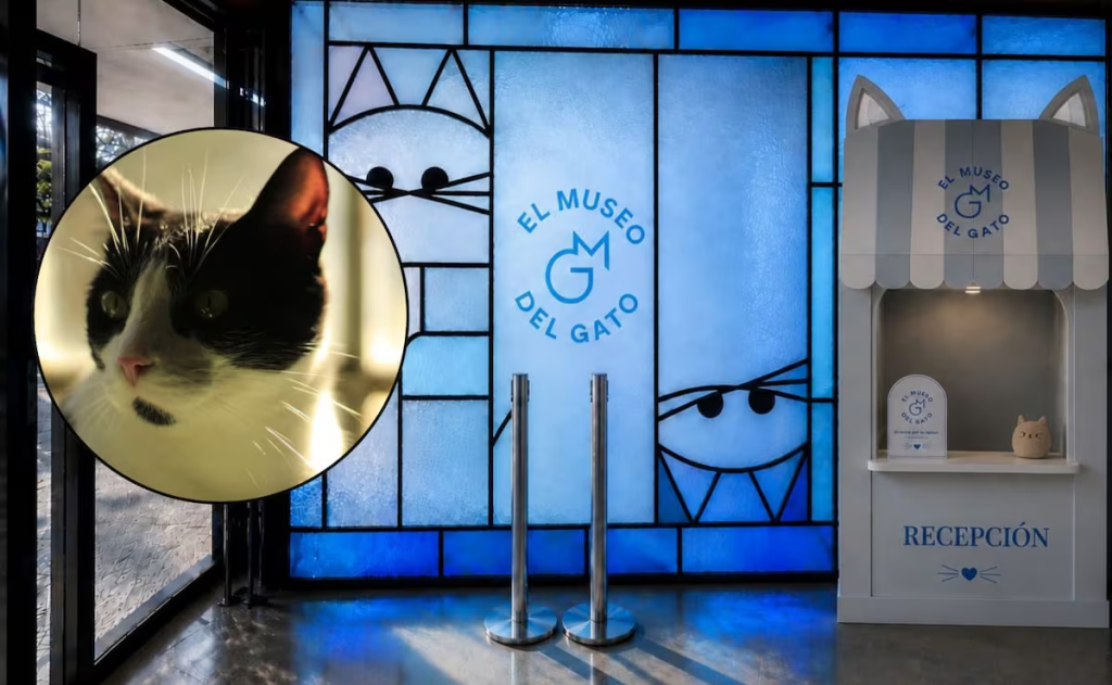 Abrirá en agosto el Museo del Gato en la Ciudad de&nbsp;México