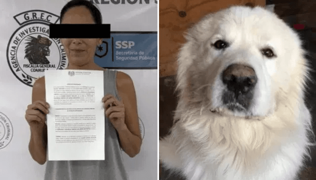 “Justicia para Rocky”: reúnen firmas para exigir castigo por presunto maltrato&nbsp;animal