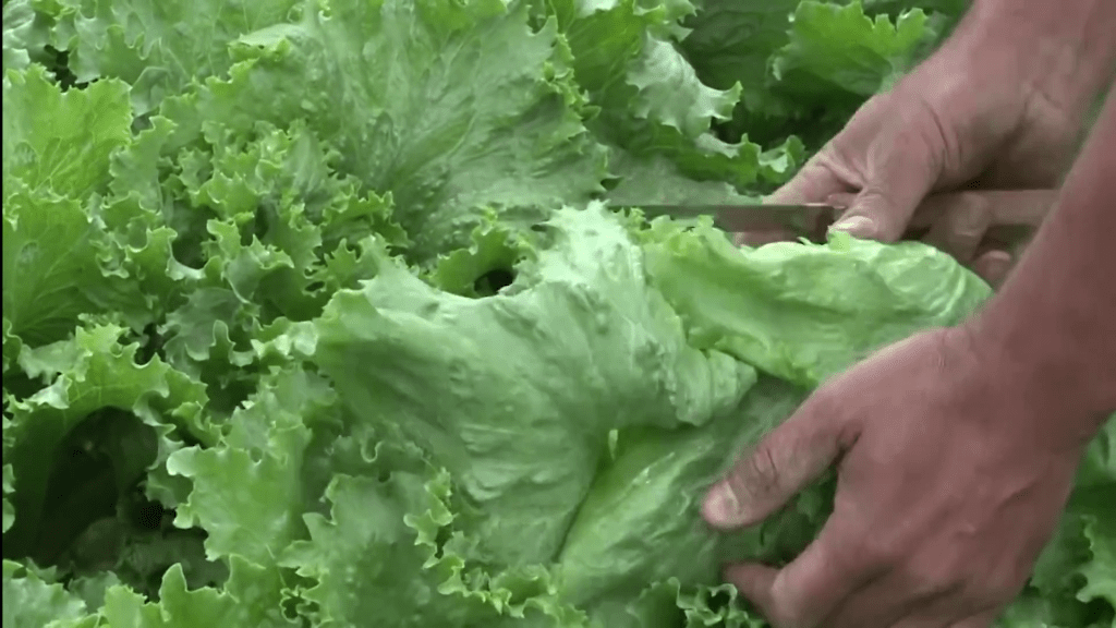 Descartan presencia de Cyclospora en lechuga mexicana tras análisis de&nbsp;Cofepris