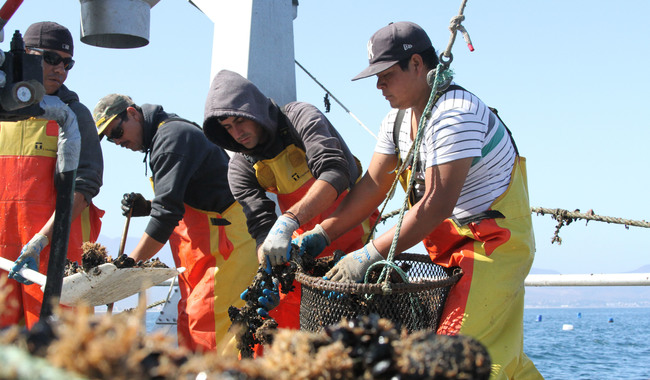 Conapesca actualiza reglas de apoyo para productores acuícolas y&nbsp;pesqueros