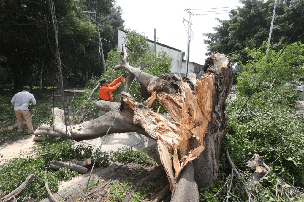 Tormenta deja inundaciones, rescates y más de 100 árboles caídos en&nbsp;Guadalajara