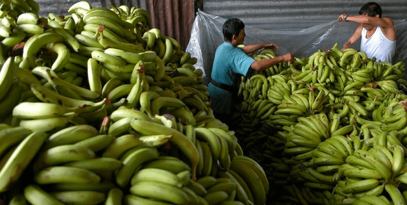 Contrabando golpea al sector bananero de&nbsp;Tabasco