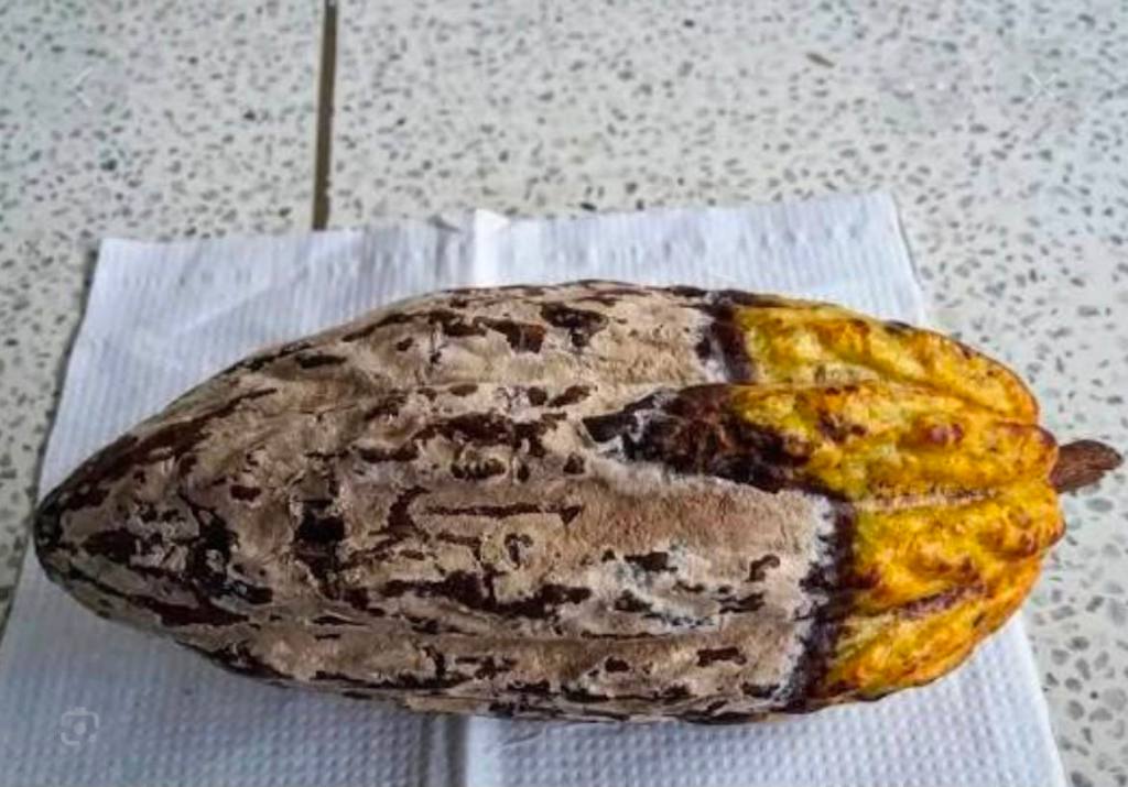 Moniliasis provoca pérdidas de hasta 90% en producción de cacao del&nbsp;Soconusco