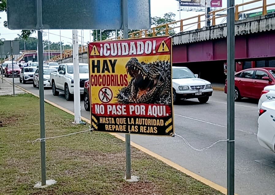 Vecinos alertan por presencia de cocodrilos agresivos en colonia Magisterial de&nbsp;Villahermosa