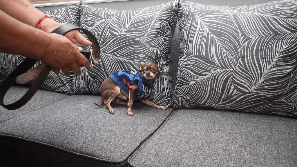 Puebla presenta ‘Maltratómetro Animal’ para medir niveles de violencia contra&nbsp;mascotas