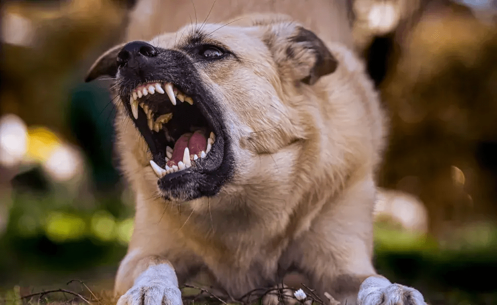 Mordeduras de perros generan hasta cinco casos diarios en&nbsp;Tabasco