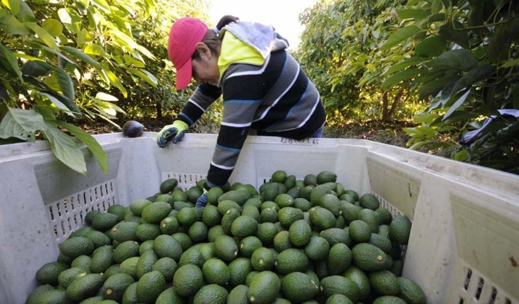 México concentra 92% de las importaciones de aguacate de Estados&nbsp;Unidos