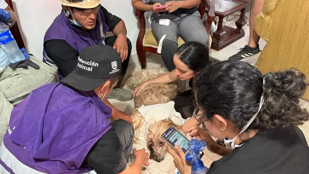 Rescatan con vida a perrito que sobrevivió bajo los escombros tras terremoto en&nbsp;Colombia