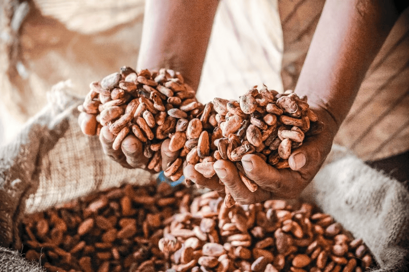 Tabasco aumenta producción de cacao pese a reducción de superficie&nbsp;cultivada