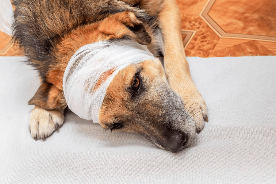 Patrulla atropella a perrito en Huimanguillo y policías presuntamente lo dejan herido